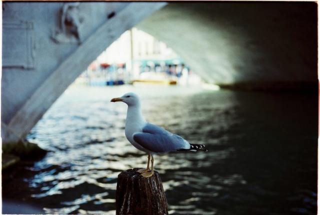 Gull in Venice Grand canal expired film agfa vista 100