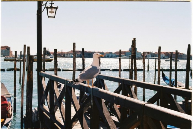 Venice port gull - Kodak portra